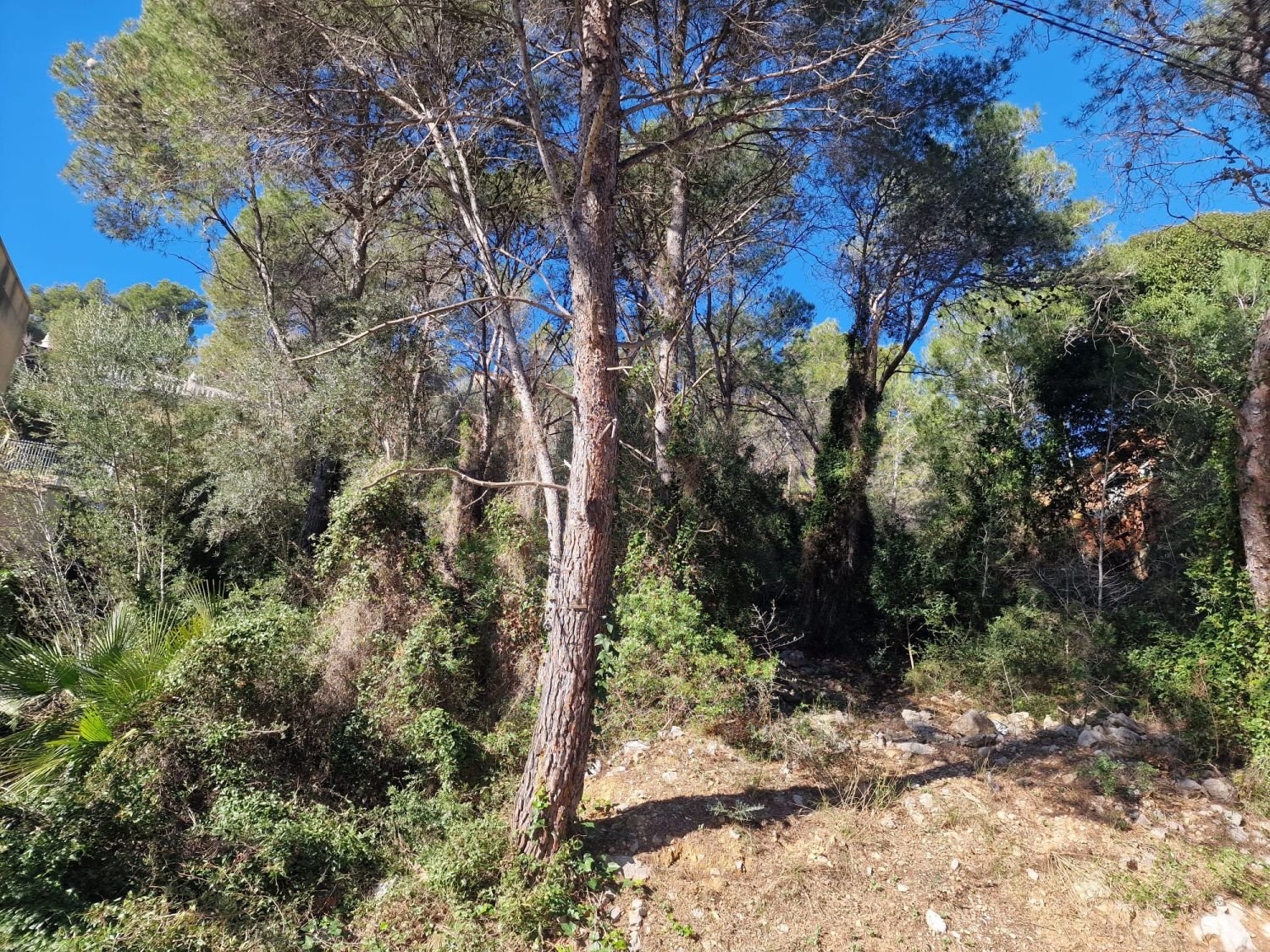 Terreno en Mas Trader 2