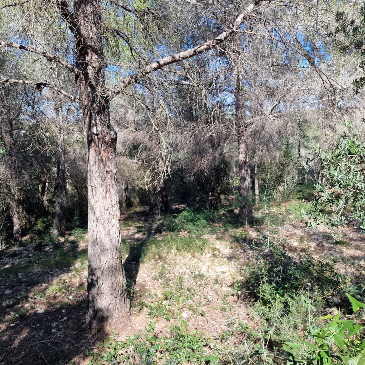 979741348_12 Terreno en Valldemar, Calafell