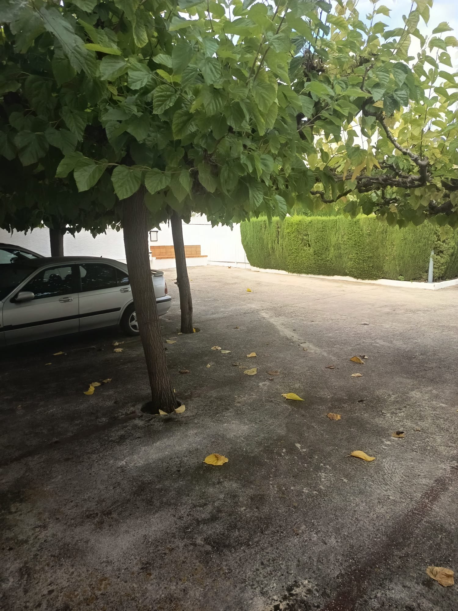 Ref. 1008 Planta baja en Comarruga centro.